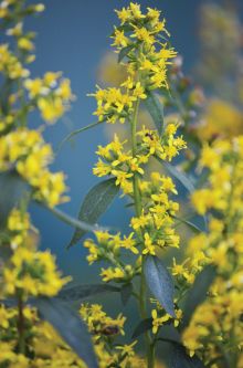 Solidago flexicaulis