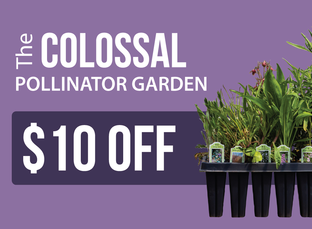 $10.00 off colossal pollinator gardens