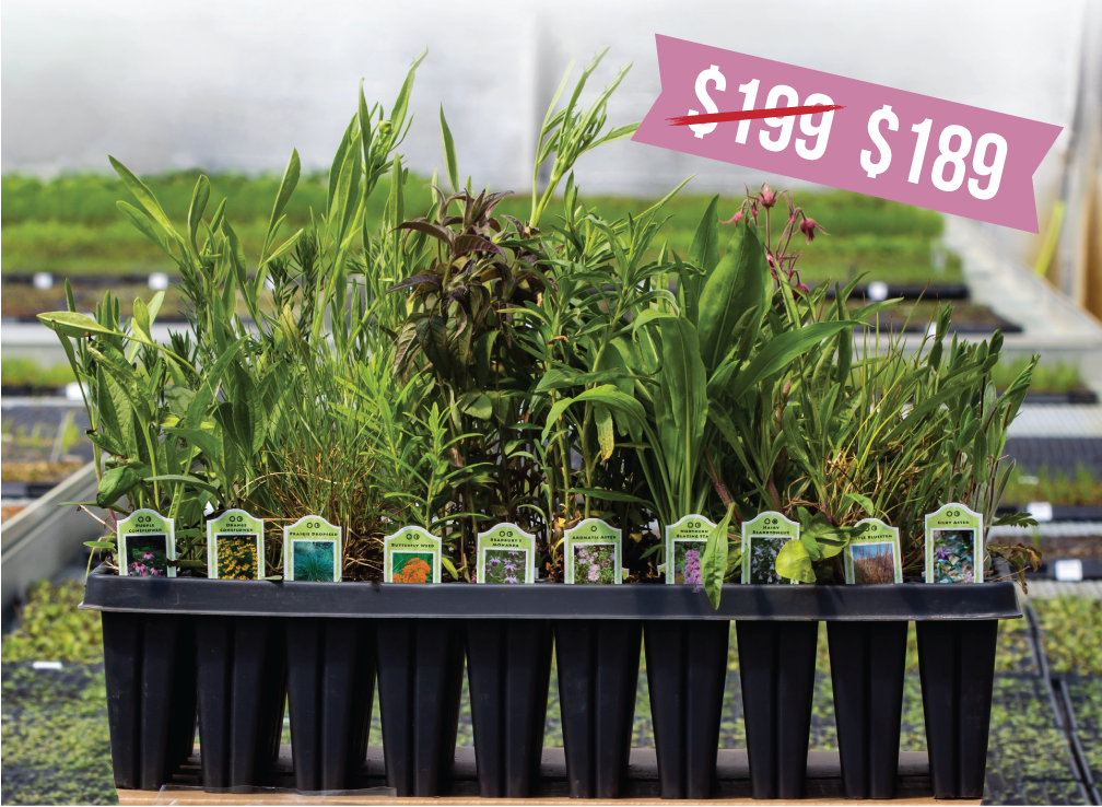 Time to Pre-Order Fall Plants!