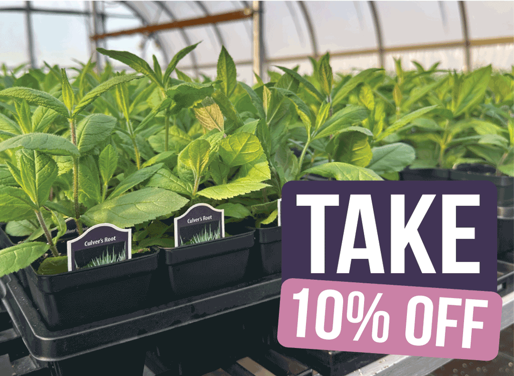 Time to Pre-Order Fall Plants!