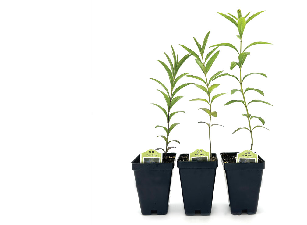 3-Pack Potted Plants