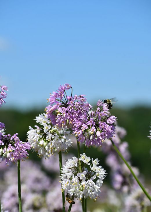 Wild Garden  Flower Tribe