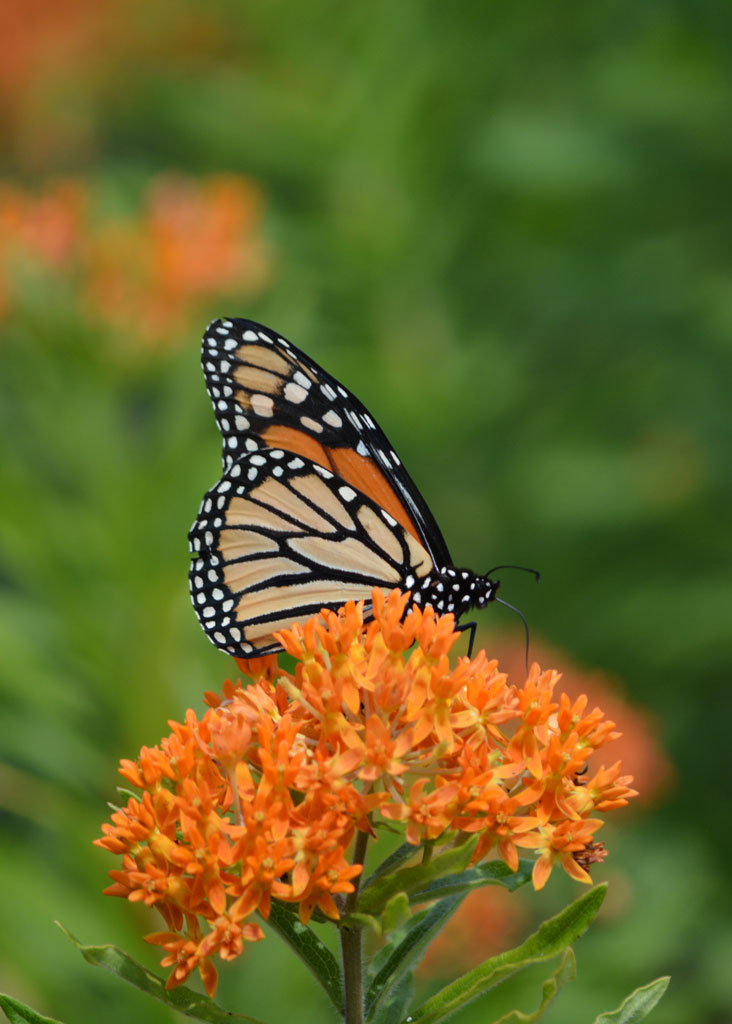 Asclepias tuberosa Butterfly Weed Prairie Moon Nursery