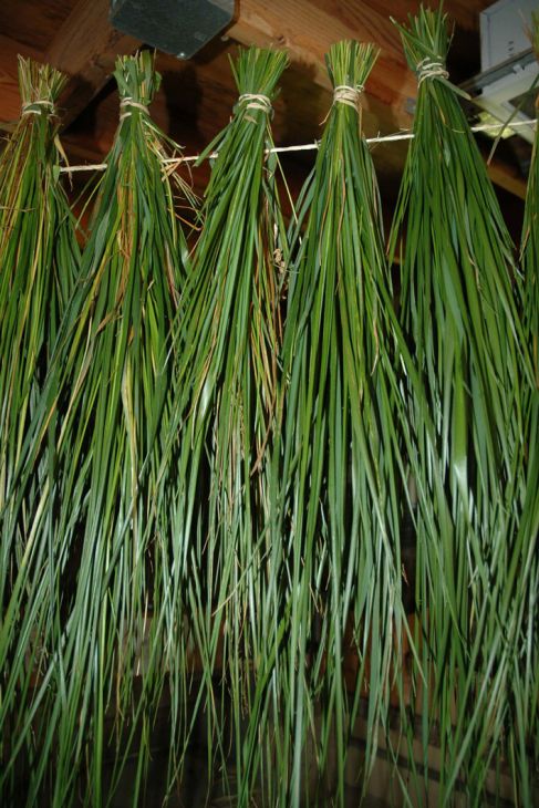 Anthoxanthum hirtum Sweet Grass | Prairie Moon Nursery
