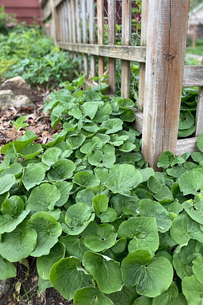 Wild Ginger (Asarum canadense) forming luxurious carpet of heart-shaped leaves with subtle silvery patterns in woodland setting