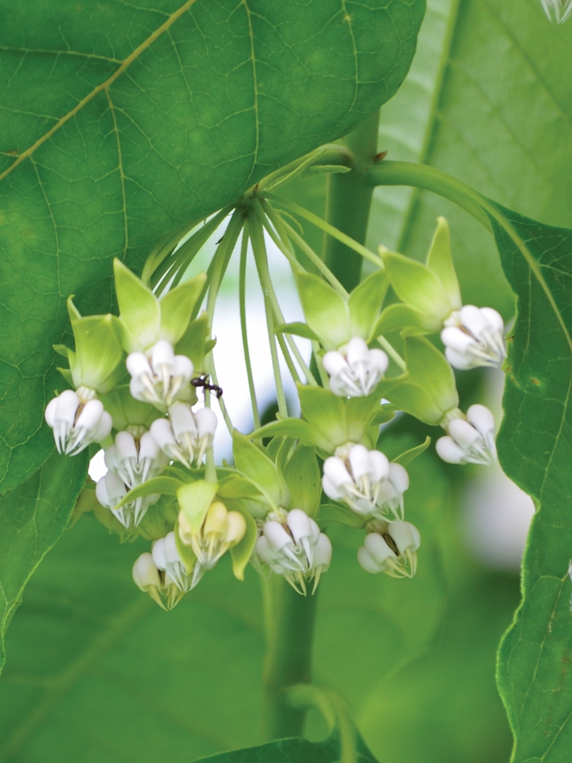 Asclepias exaltata