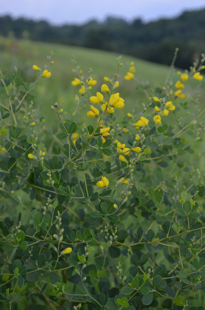Baptisia tinctoria Small Yellow Wild Indigo | Prairie Moon Nursery