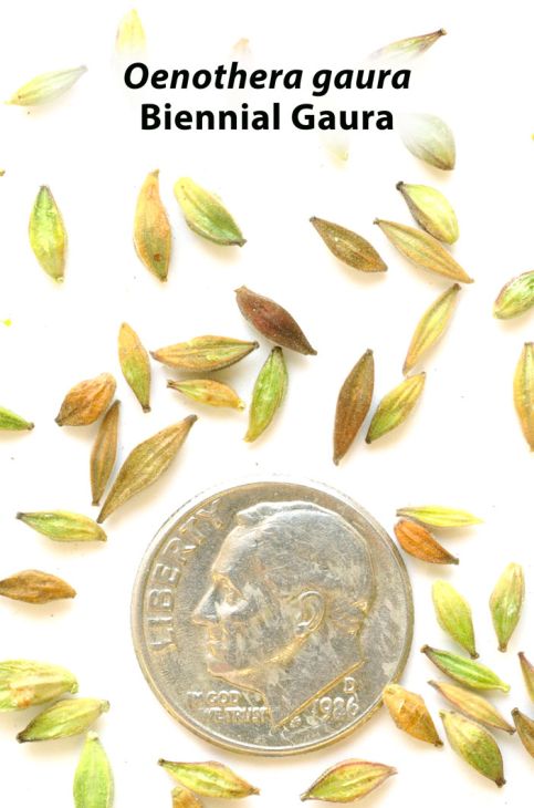 Oenothera gaura Biennial Gaura | Prairie Moon Nursery