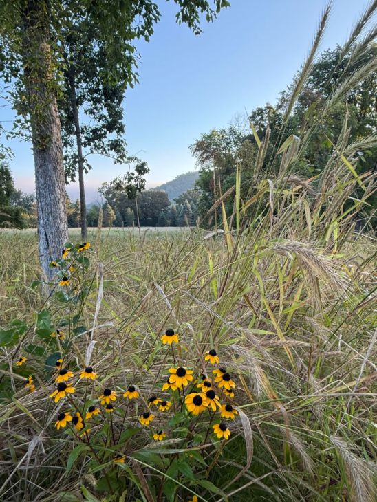Battle the Buckthorn - Understory Revegetation Seed Mix | Prairie Moon  Nursery