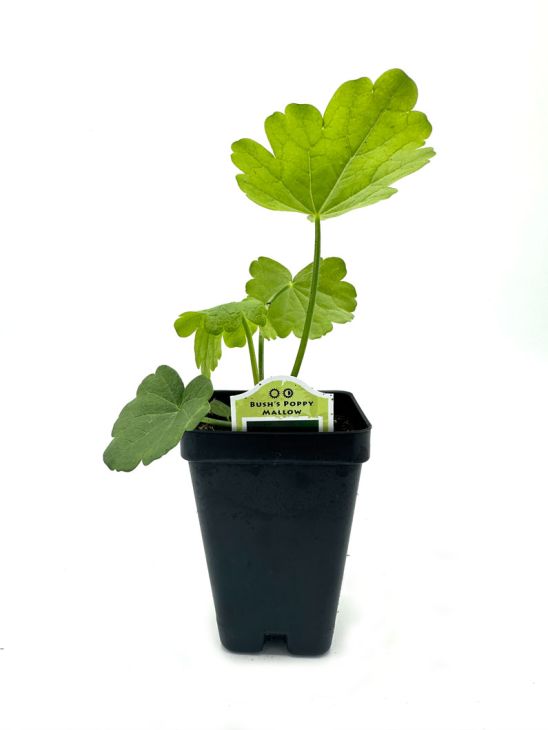 Callirhoe bushii Bush's Poppy Mallow | Prairie Moon Nursery