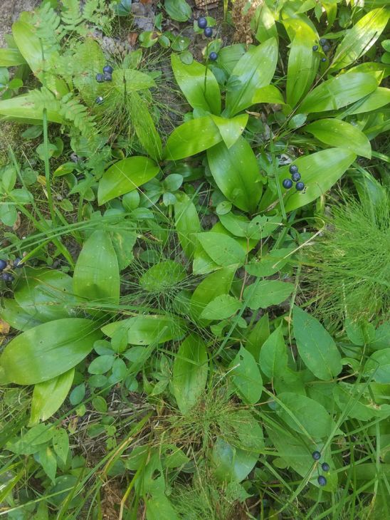 Clintonia borealis Blue Bead Lily | Prairie Moon Nursery