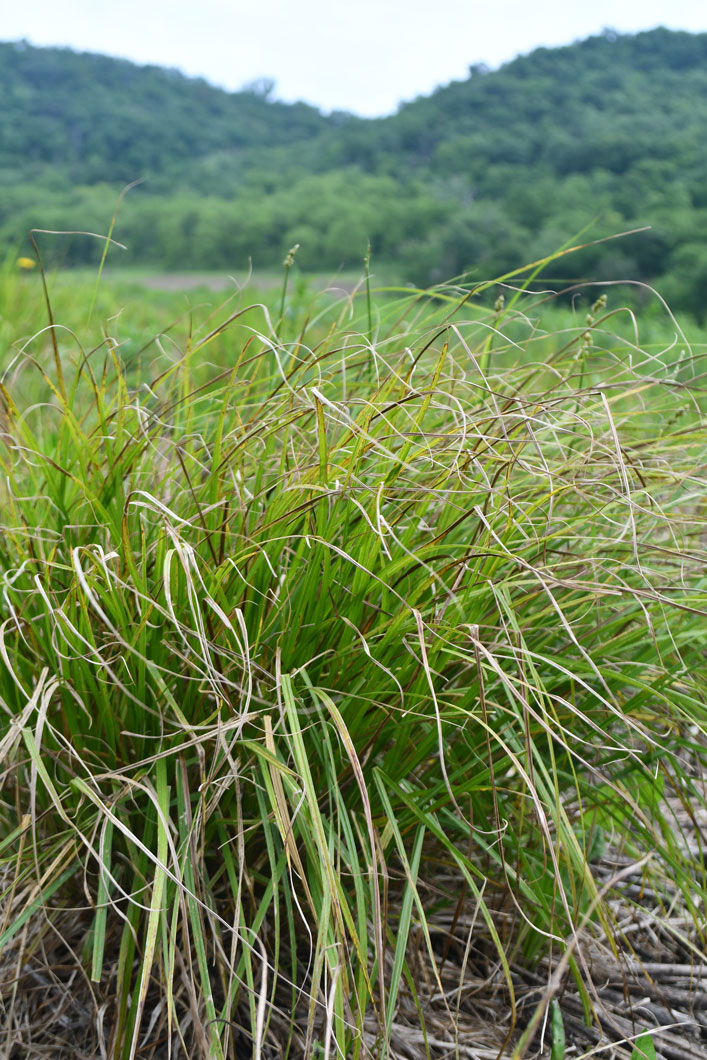 Carex cristatella Crested Oval Sedge | Prairie Moon Nursery