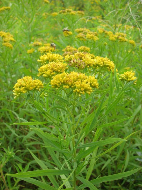 Euthamia graminifolia Grass-leaved Goldenrod | Prairie Moon Nursery