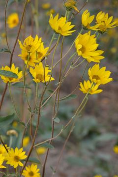Nursery Helianthus Moon pauciflorus Sunflower Prairie | Showy