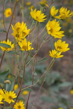 Helianthus pauciflorus Showy Sunflower | Prairie Moon Nursery