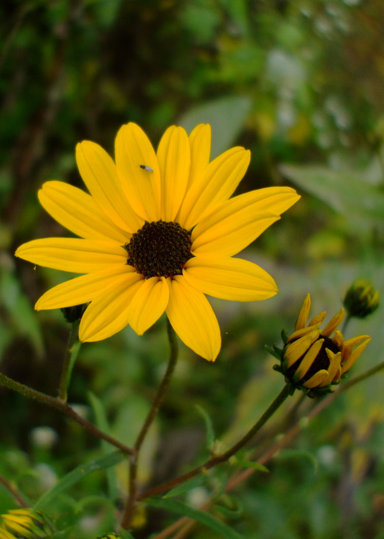 Helianthus angustifolius Swamp Sunflower Prairie Moon Nursery