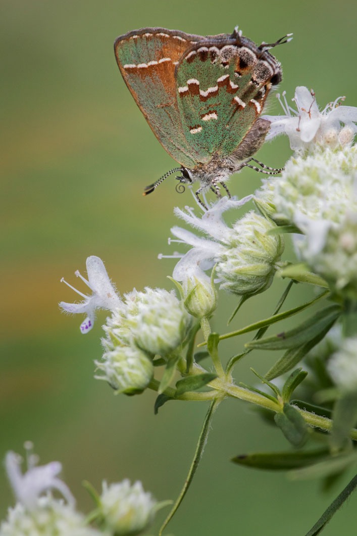 what to plant in january in central florida