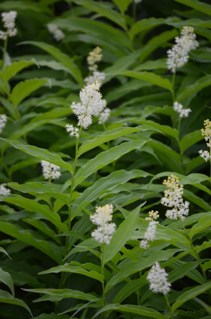 Maianthemum racemosum Solomon's Plume | Prairie Moon Nursery