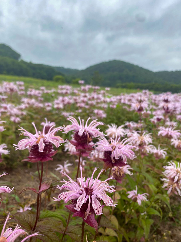 Monarda bradburiana Bradbury's Monarda | Prairie Moon Nursery