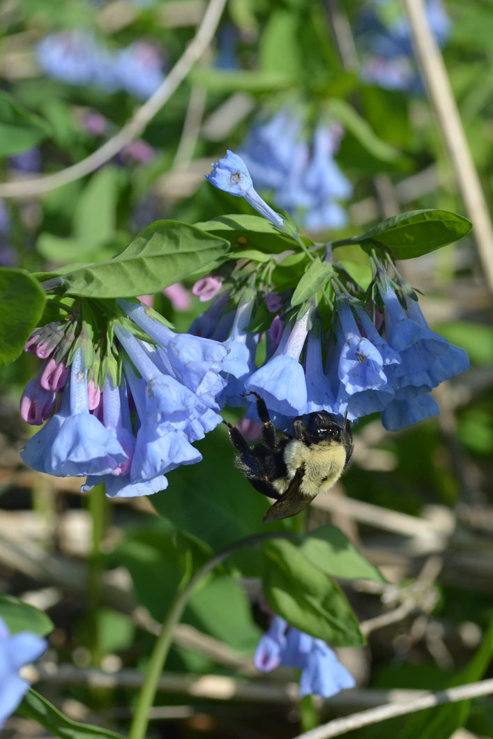 Mertensia virginica Virginia Bluebells | Prairie Moon Nursery