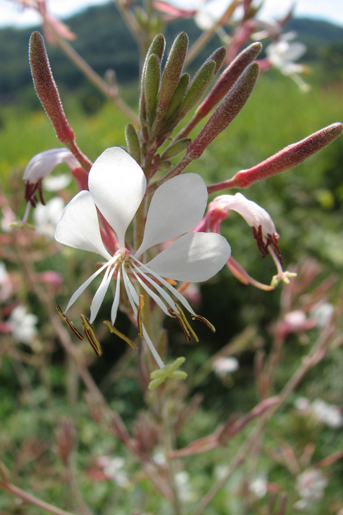 Oenothera filiformis Large-flowered Gaura | Prairie Moon Nursery