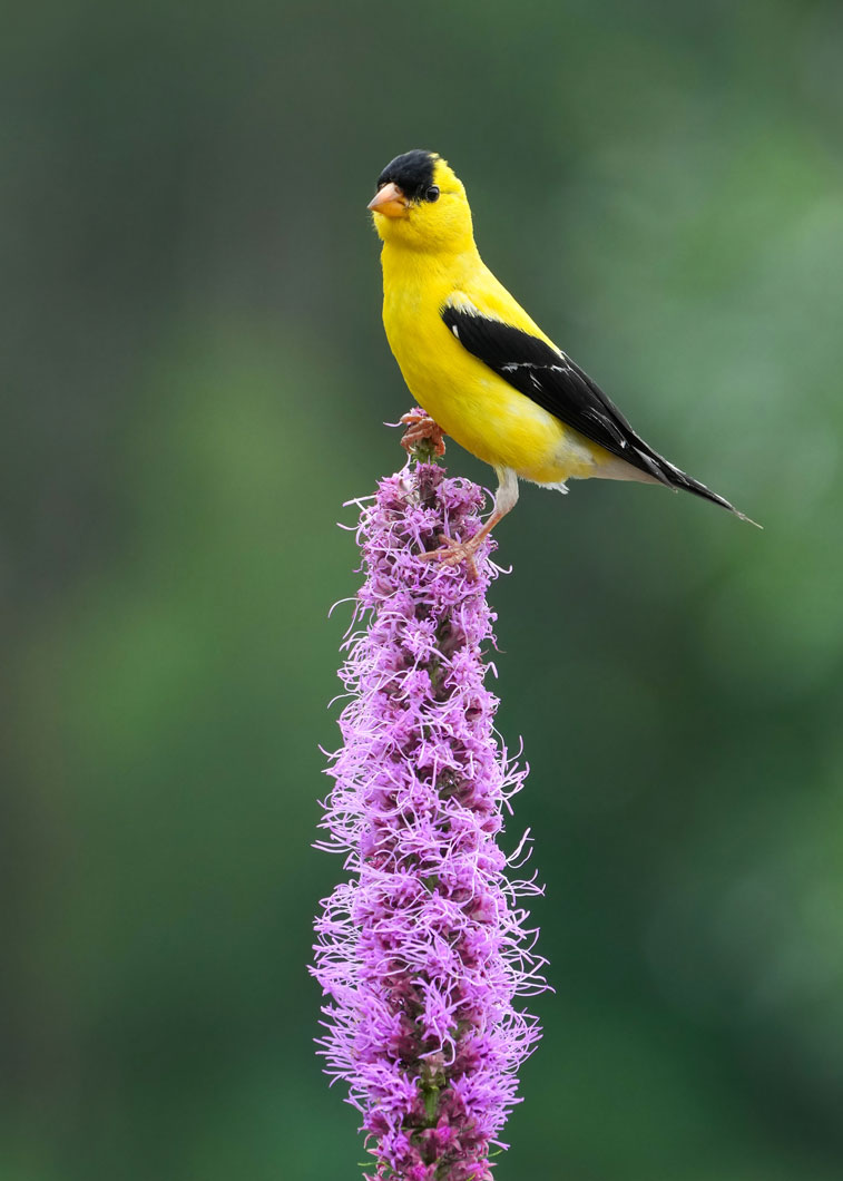 Liatris pycnostachya Prairie Blazing Star | Prairie Moon Nursery