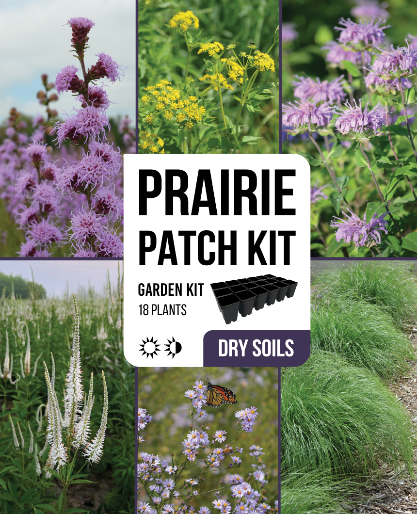 Prairie Patch for Dry Soils | Prairie Moon Nursery