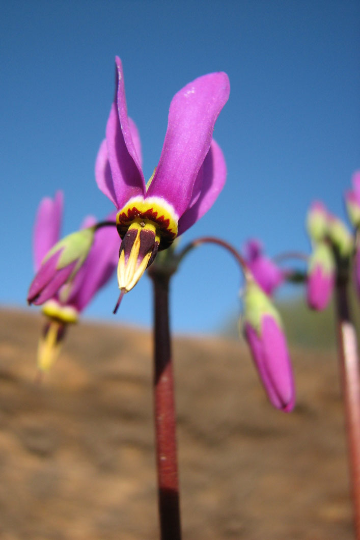 Primula fassettii Amethyst Shooting Star | Prairie Moon Nursery