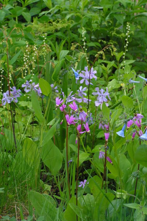 Primula fassettii Amethyst Shooting Star | Prairie Moon Nursery