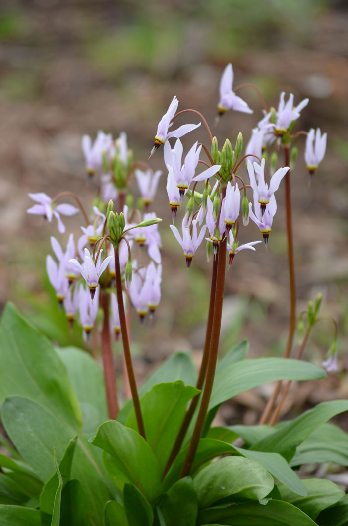 Primula meadia Midland Shooting Star | Prairie Moon Nursery