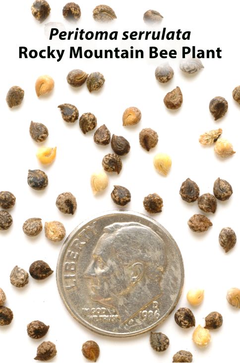 Peritoma serrulata Rocky Mountain Bee Plant | Prairie Moon Nursery