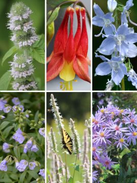 Understory Seed Packet Collection