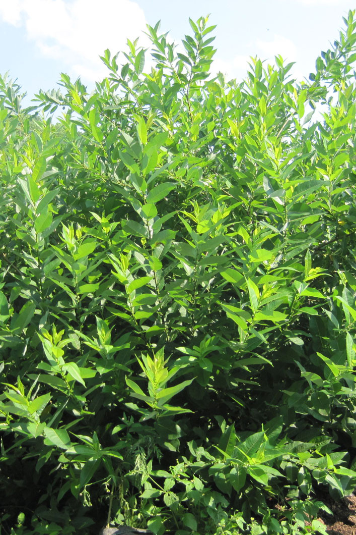 Salix myricoides Blue-leaf Willow | Prairie Moon Nursery