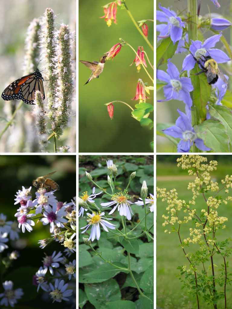 Seed Mix Enhancement for a Shady Woodland | Prairie Moon Nursery