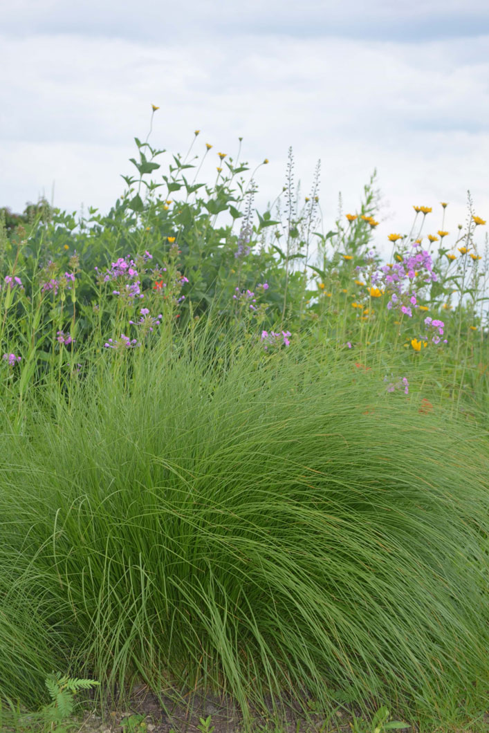 Sporobolus heterolepis Prairie Dropseed Prairie Moon Nursery
