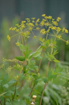 Understory Seed Packet Collection