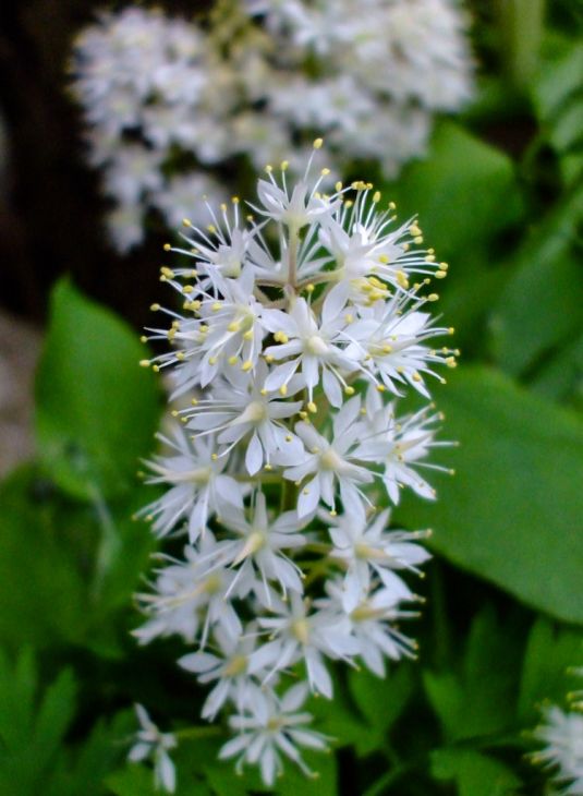 Tiarella cordifolia - Foam flower