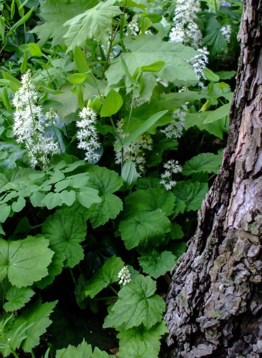 Foamflower on sale