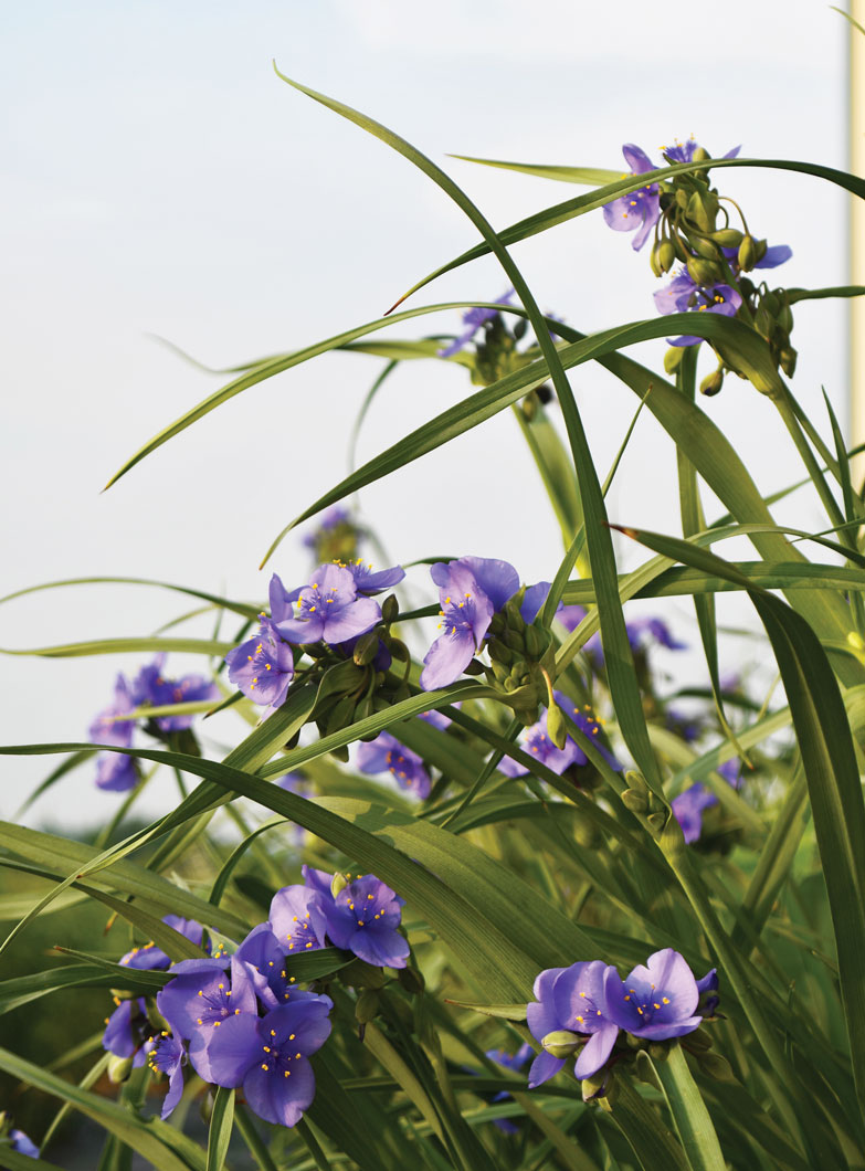 Tradescantia ohiensis Ohio Spiderwort | Prairie Moon Nursery