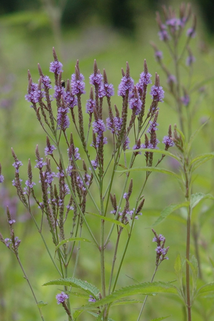 Verbena hastata shop