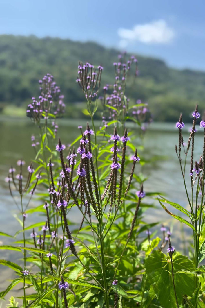 Blue Vervain Blue Vervain