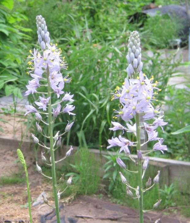 Camassia angusta Southern Wild Hyacinth | Prairie Moon Nursery