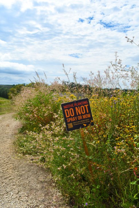 Prairie nursery no mow best sale