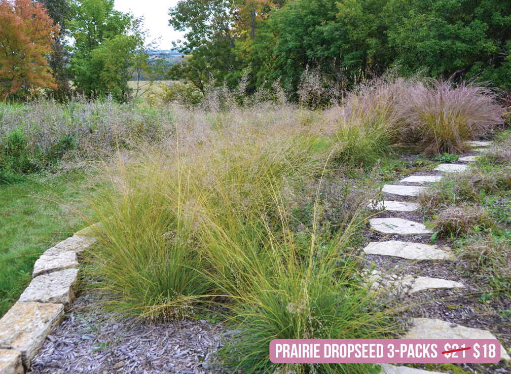 Time to Pre-Order Fall Plants!