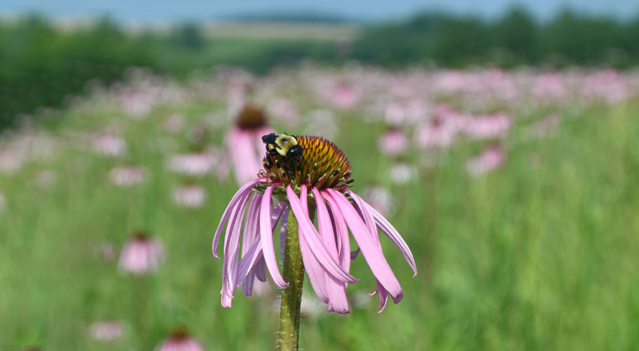 Native Seeds and Plants for Gardening and Restoration