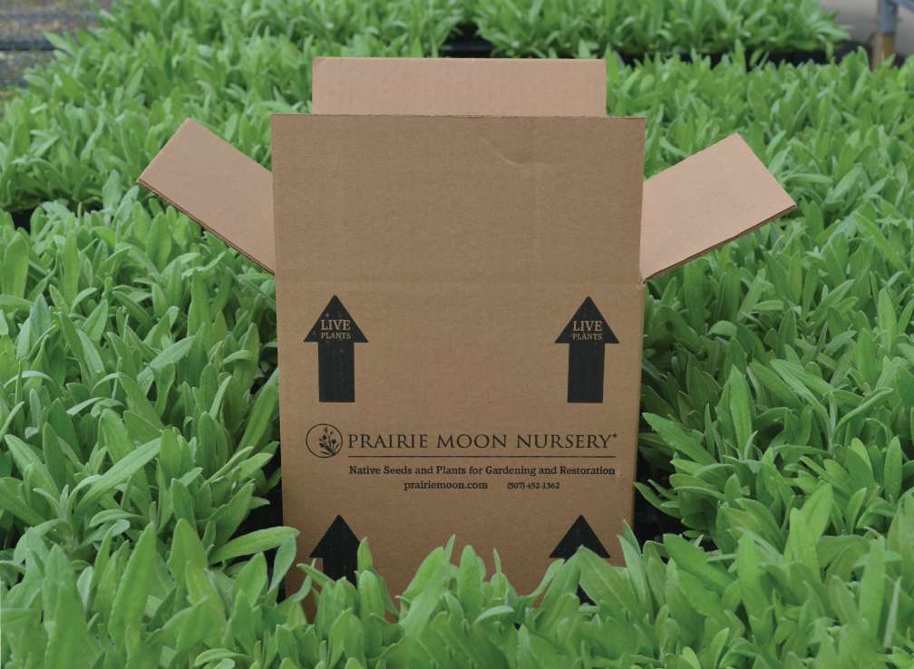 Time to Pre-Order Fall Plants!