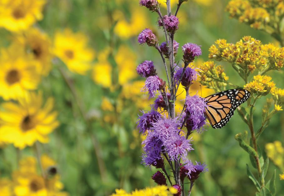 Native Seeds and Plants for Gardening and Restoration