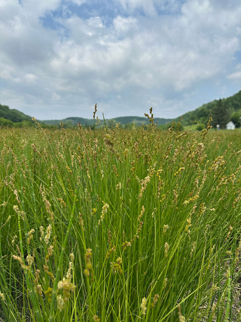 BUSH DE BRUNT CHECKMATE L オリーブ Carex scoparia Lance-fruited Oval Sedge | Prairie Moon Nursery