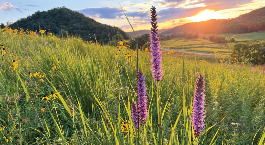 Native Seeds and Plants for Gardening and Restoration