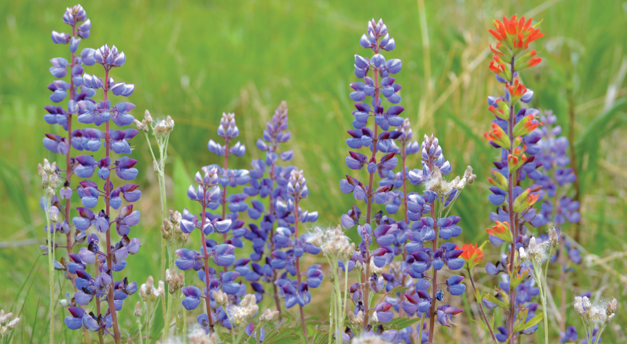 Native Seeds and Plants for Gardening and Restoration